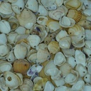 Lot Petit coquillage percé