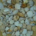 Lot coquillage percé
