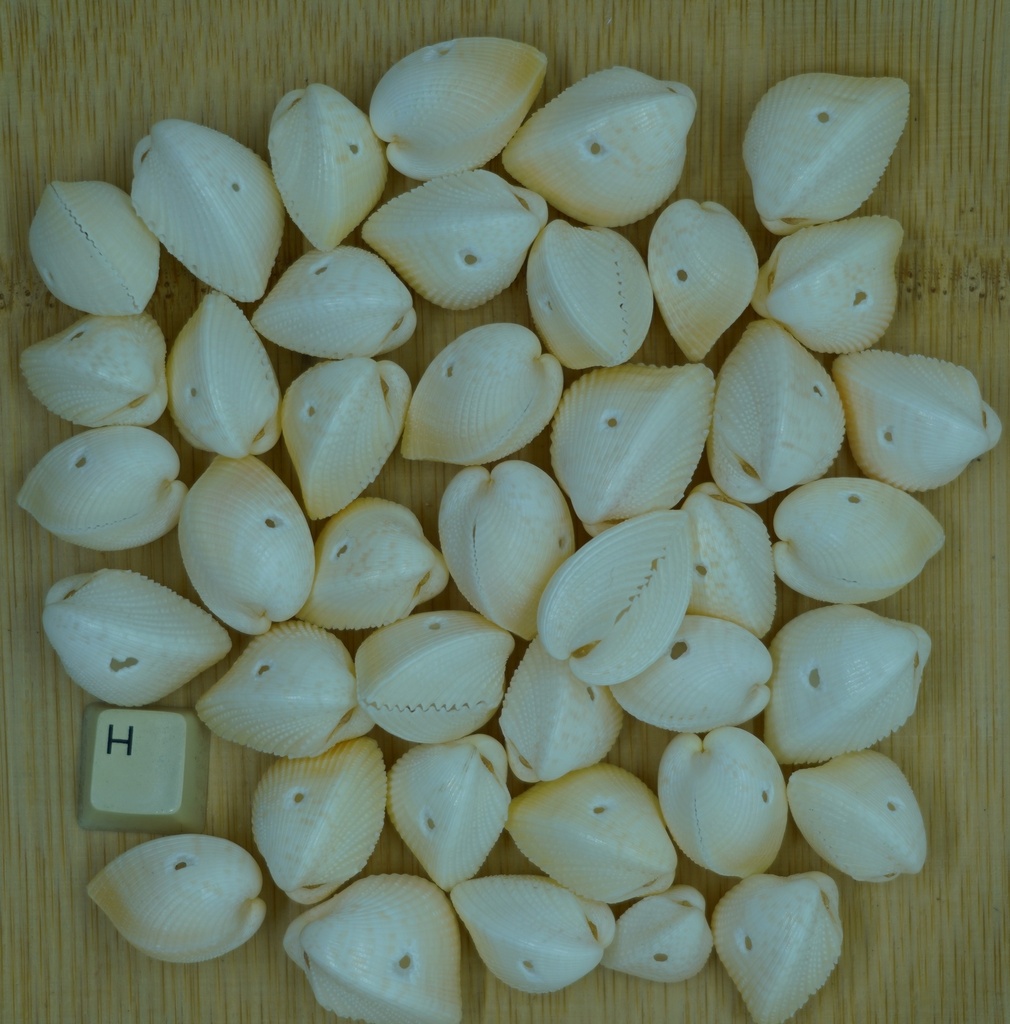 Coquillage hermicardium entier