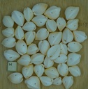 Coquillage hermicardium entier