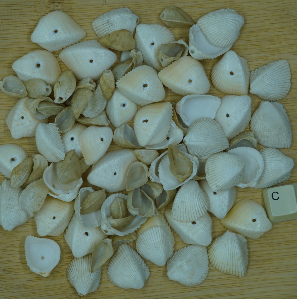 Coquillage cardium