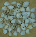 Coquillage cardium