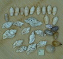 Lot divers coquillages
