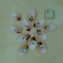 Coquillage en Spirale 