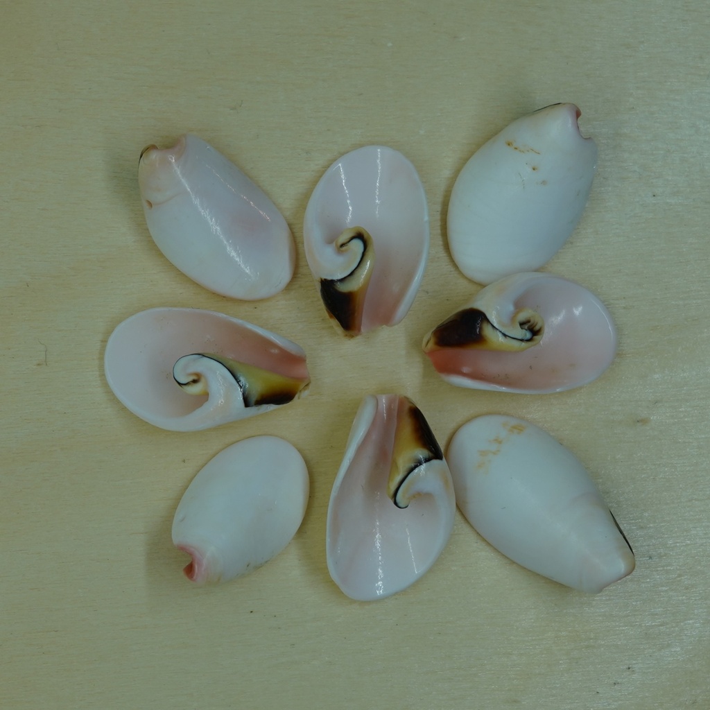 Coquillage en Spirale 