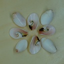 Coquillage en Spirale 