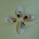 Coquillage en Spirale 