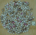 Petit coquillage Nassa