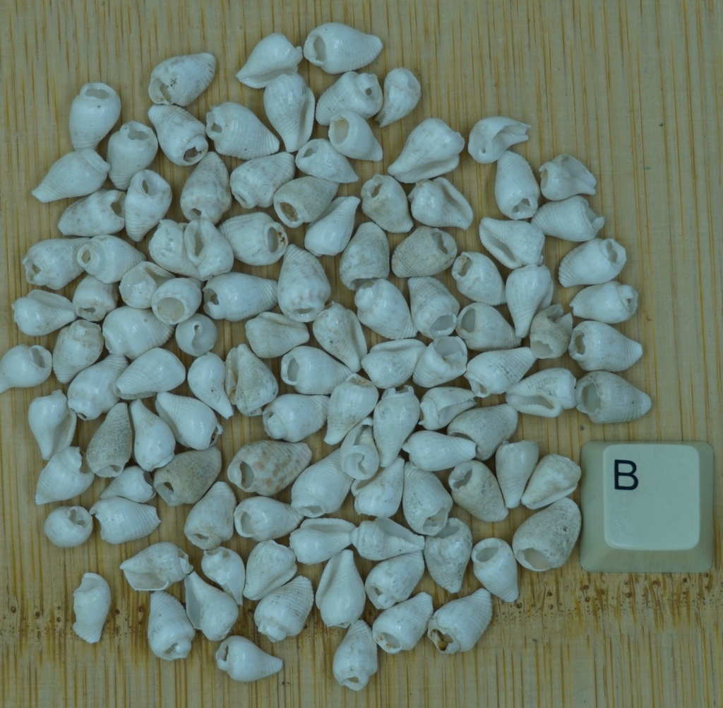 Petit coquillage blanc
