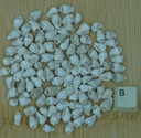 Petit coquillage blanc