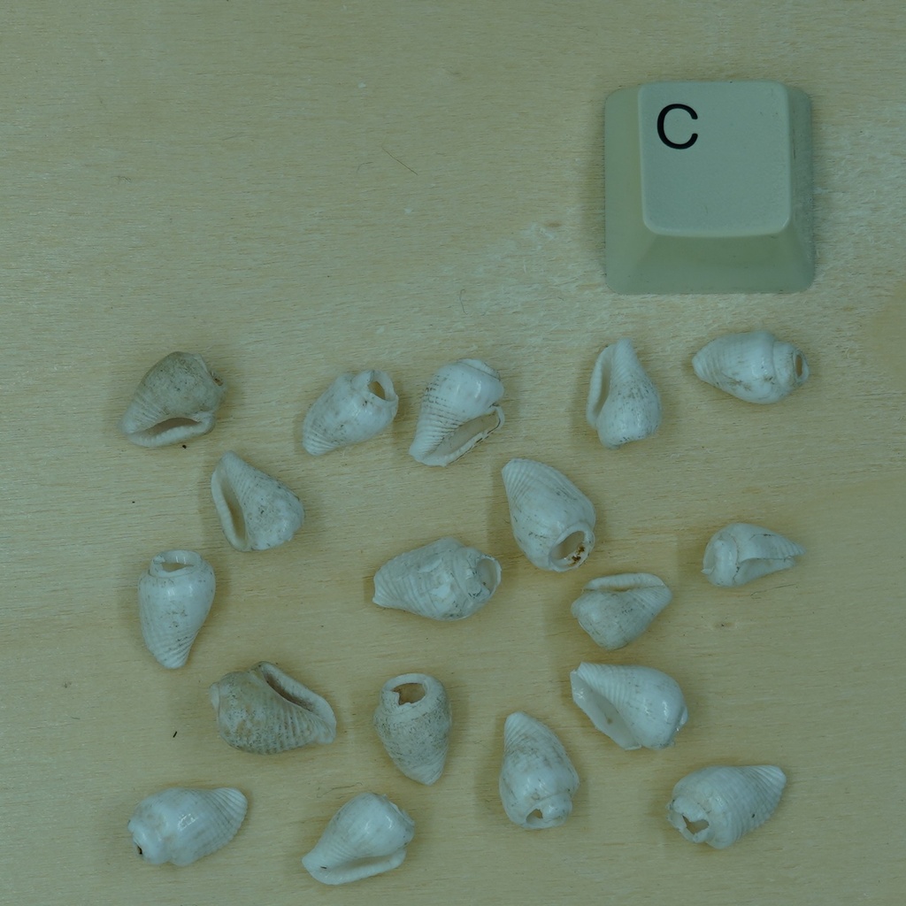 Petit coquillage blanc