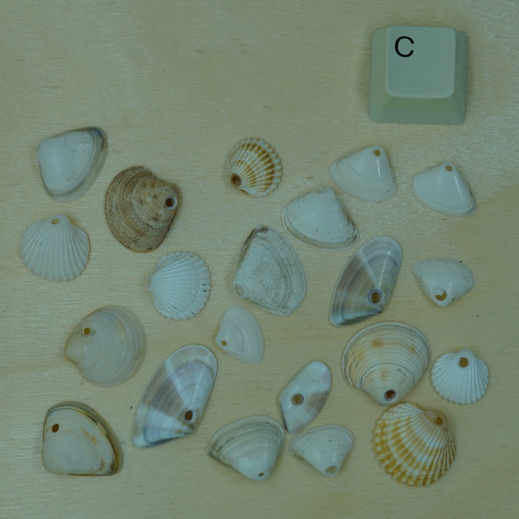 Lot Petit coquillage percé