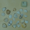 Lot Petit coquillage percé