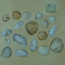 Lot coquillage percé