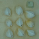 Coquillage hermicardium entier