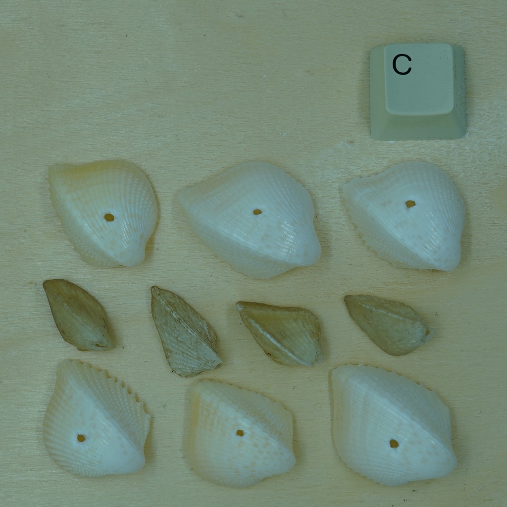 Coquillage cardium