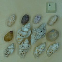 Lot divers coquillages