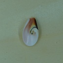 Coquillage en Spirale 
