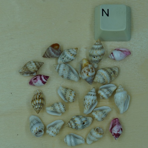 [Nat-00004] Petit coquillage Nassa