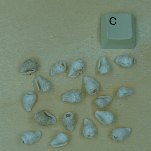 [Nat-00005] Petit coquillage blanc