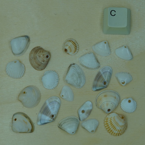 [Nat-00006] Lot Petit coquillage percé