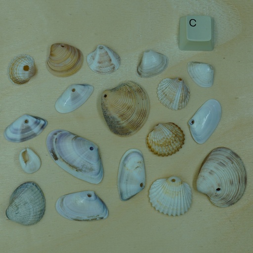 [Nat-00007] Lot coquillage percé