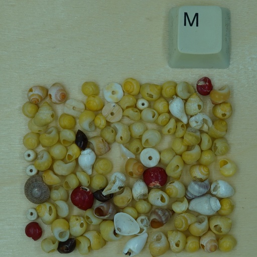 [Nat-00010] Mix mini coquillages