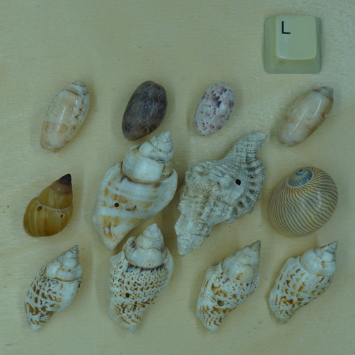 [Nat-00011] Lot divers coquillages