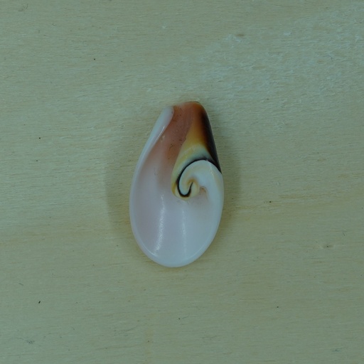 [Nat-00013] Coquillage en Spirale 